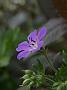 Geranium sylvaticum Mayflower